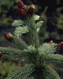 Picea engelmannii