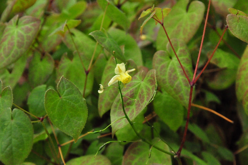 Elfenbloem - Epimedium sulphureum