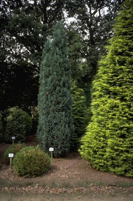 Californische cipres - Chamaecyparis lawsoniana 'Grayswood Pillar'