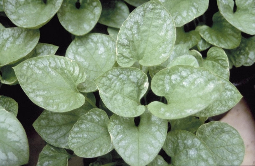 Kaukasische vergeet mij niet - Brunnera macrophylla 'Silver Wings'