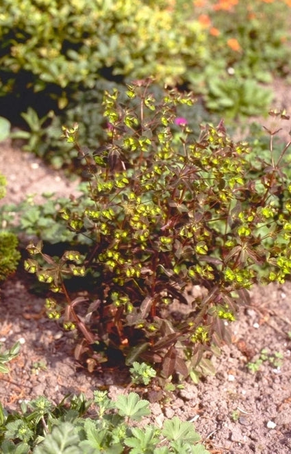 Wolfsmelk - Euphorbia dulcis 'Chameleon'