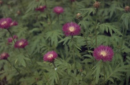 Korenbloem - Centaurea dealbata 'Steenbergii'