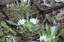 Lewisia nevadensis