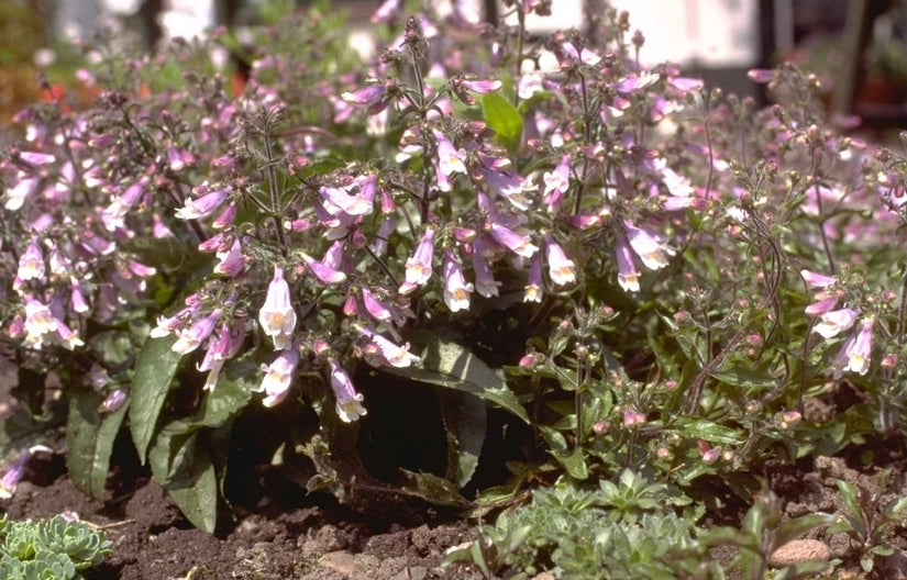 Penstemon hirsutus 'Pygmaeus'