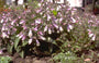 Penstemon hirsutus 'Pygmaeus'