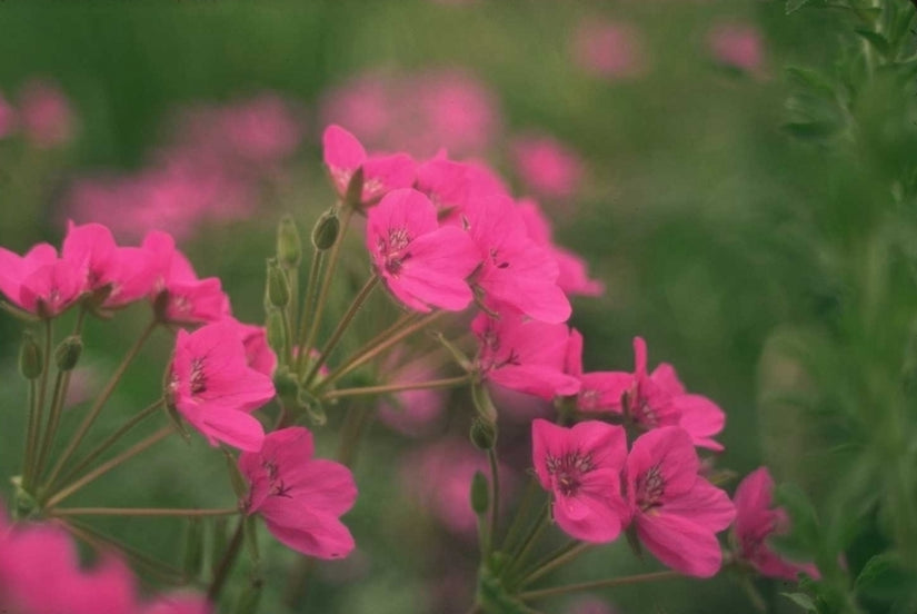 Reigersbek - Erodium manescavii