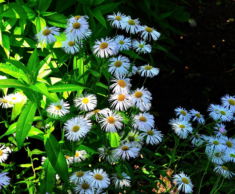 Fijnstraal - Erigeron speciosus 'Sommerneuschnee'