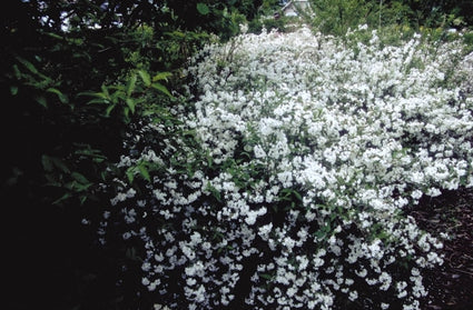 Bruidsbloem - Deutzia x rosea 'Campanulata'