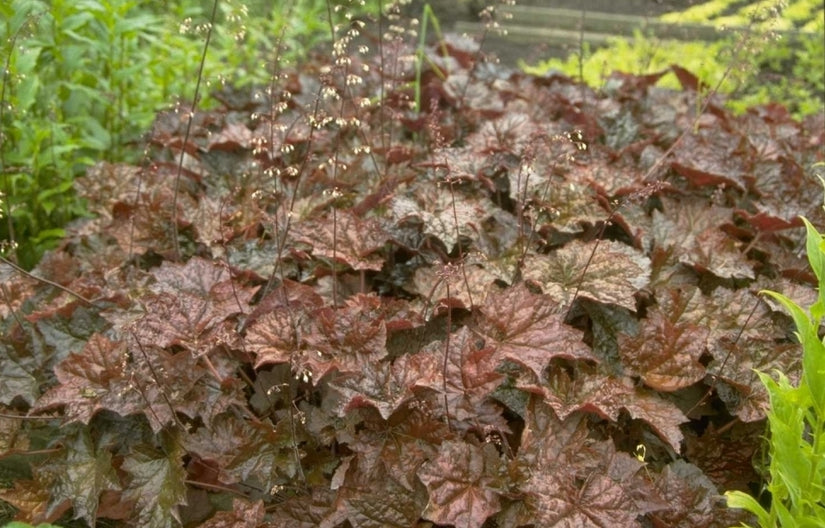 Purperklokje - Heuchera 'Dark Secret'