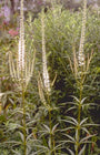 Zwarte ereprijs - Veronicastrum virginicum 'Diana'