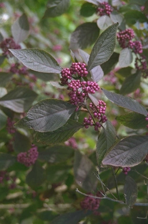 Schoonvrucht - Callicarpa bodinieri 'Profusion'