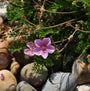 Reigersbek - Erodium foetidum 'County Park'