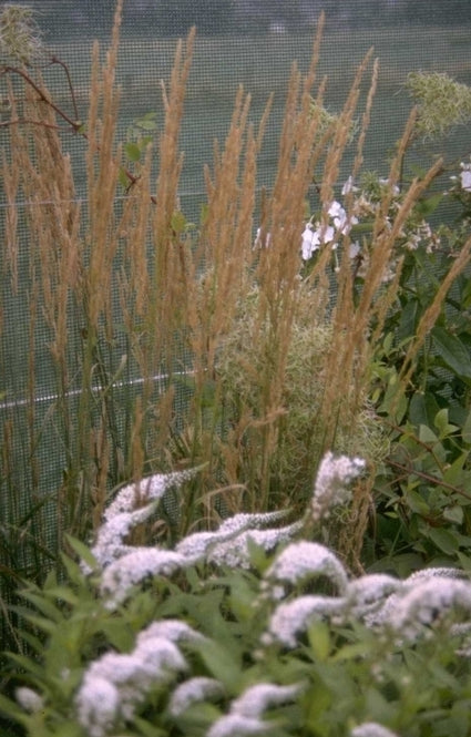 Calamagrostis epigejos