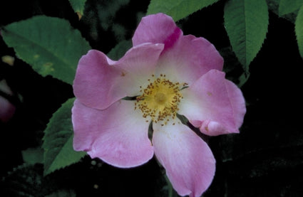 Gallicaroos - Rosa 'Complicata'