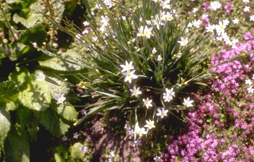 Sisyrinchium 'Mrs Spivey'