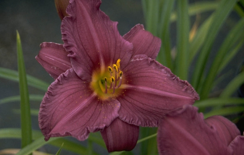 Daglelie - Hemerocallis 'Summer Wine'