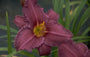 Daglelie - Hemerocallis 'Summer Wine'