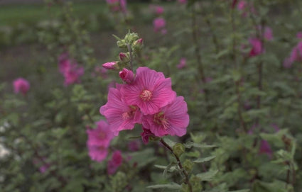 Struikmalva - Lavatera 'Bredon Springs'