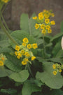 Gulden Sleutelbloem - Primula veris