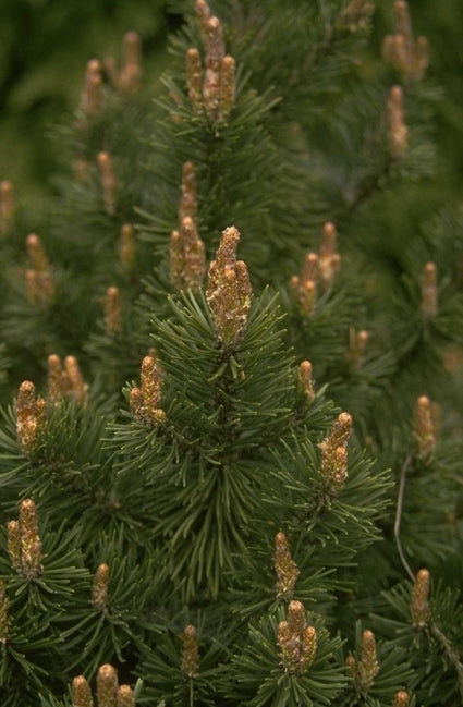 Struikden - Pinus banksiana 'Arctis'