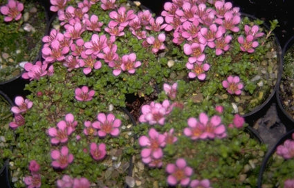 Saxifraga oppositifolia