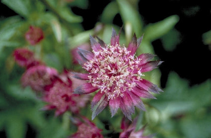 Zeeuws knoopje - Astrantia major 'Hadspen Blood'