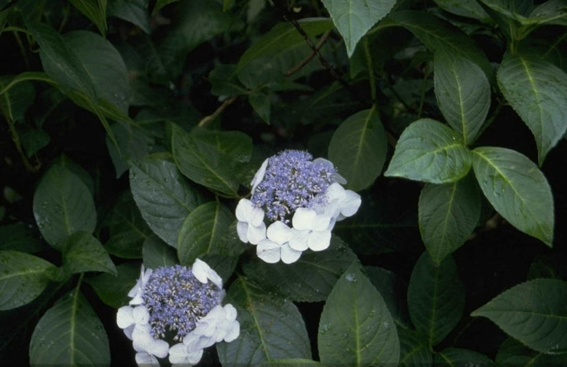 Hortensia - Hydrangea macrophylla 'Veitchii'