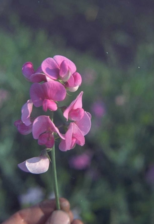 Brede lathyrus - Lathyrus latifolius 'Rosa Perle'