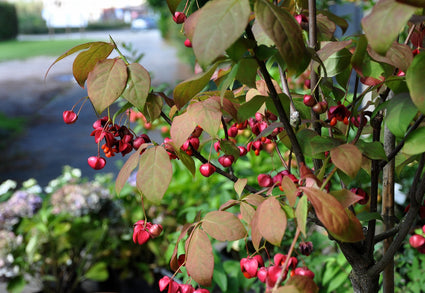 Kardinaalsmuts - Euonymus planipes