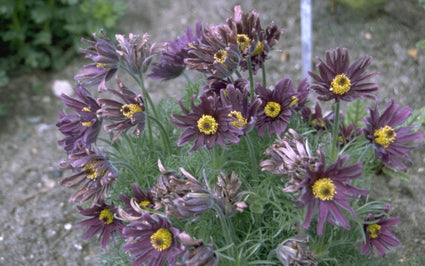 Pulsatilla vulgaris 'Papageno'