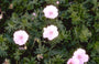 Bloedooievaarsbek - Geranium sanguineum var. striatum