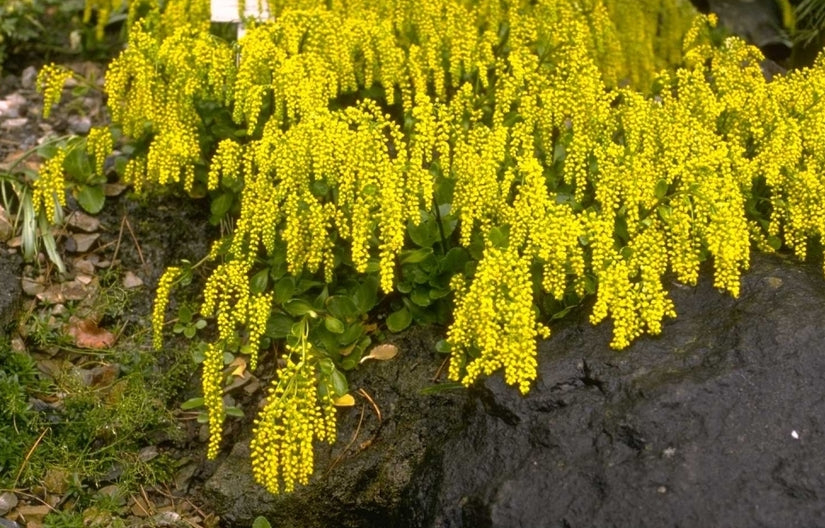 Chiastophyllum oppositifolium