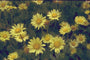 Doronicum plantagineum 'Excelsum'