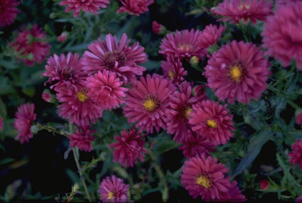 NieuwNederlandse Aster novi-belgii 'Royal Ruby'