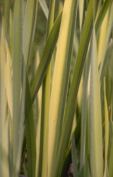 Iris pseudacorus 'Variegata'