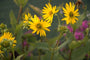 Zonnekroon - Silphium perfoliatum