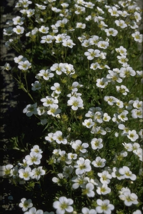 Steenbreek - Saxifraga 'Schneeteppich'