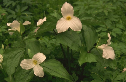 Trillium grandiflorum