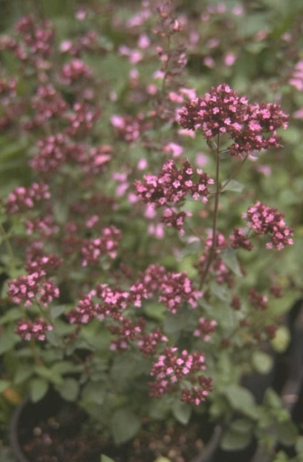 Marjolein - Origanum laevigatum 'Herrenhausen'