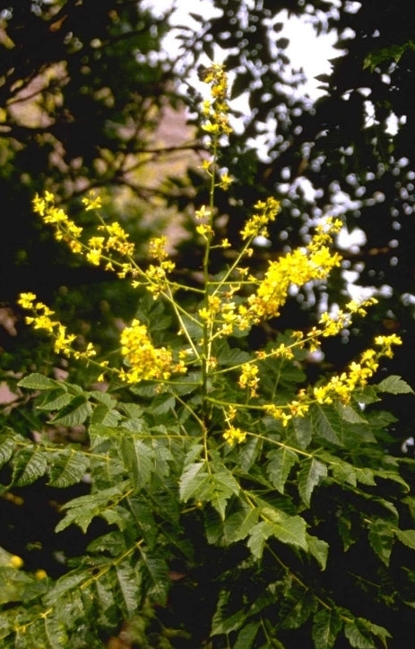 Koelreuteria paniculata