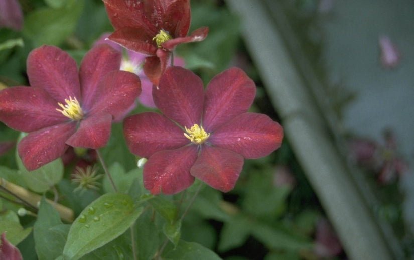 Clematis 'Voluceau'