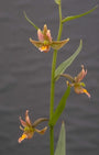 Epipactis 'Sabine'