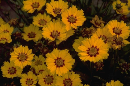 Meisjesogen - Coreopsis lanceolata 'Walter'