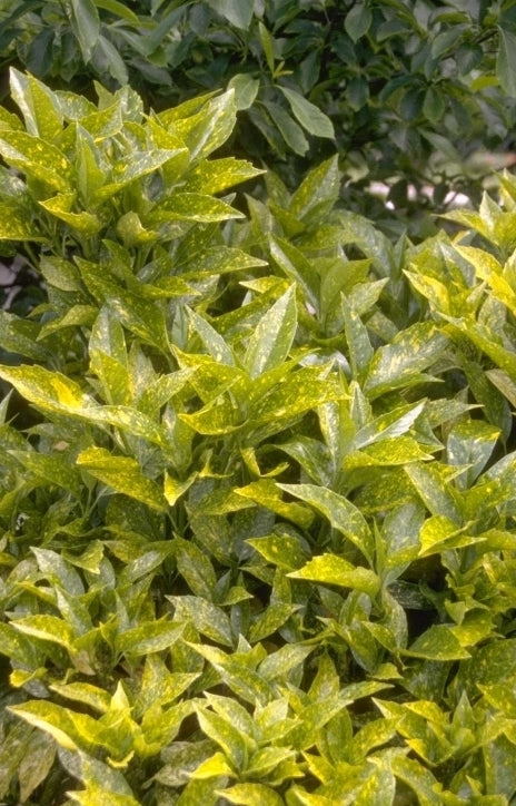 Broodboom - Aucuba japonica 'Variegata'