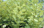 Pruikenboom - Cotinus coggygria 'Golden Spirit'