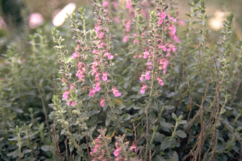 Teucrium lucidrys gamander plant