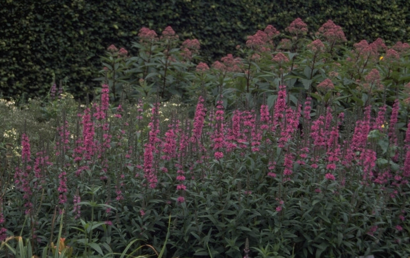 Grote kattenstaart - Lythrum salicaria 'Lady Sackville'