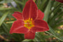 Daglelie - Hemerocallis 'Anzac'