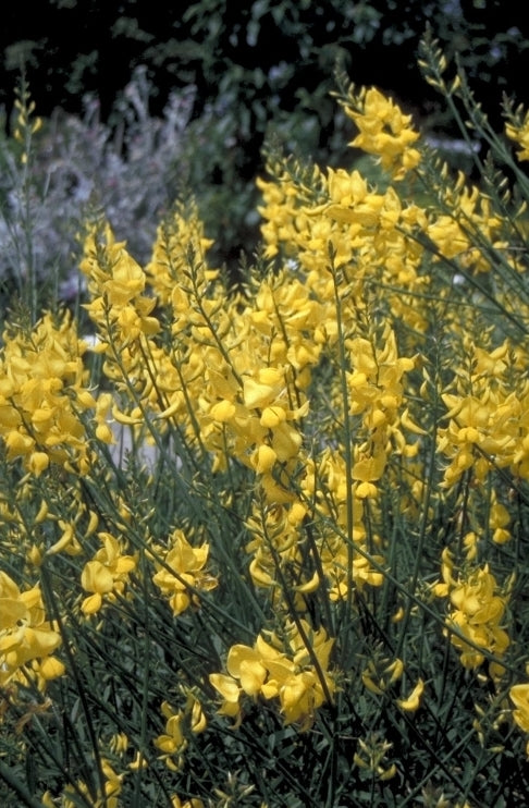 Spartium junceum