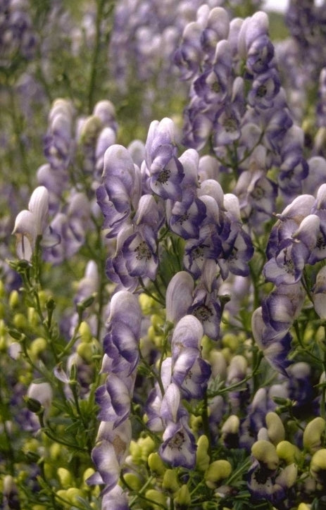 Aconitum x cammarum 'Bicolor'